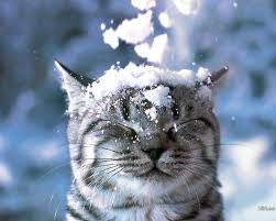 Winter Cat Wallpapers Top Free Winter Cat Backgrounds Wallpaperaccess Home page top wallpapers girls landscapes abstract and graphics fantasy creativeworld animals seasons flowers city and architecture holidays carshouse and comfort movies texture food & drink cartoons computer games minimalismlove and romance. winter cat wallpapers top free winter