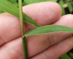 Image result for Paspalum conjugatum