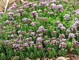 Resultado de imagen para oregano FLOR