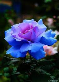 Blue hydrangea, crème roses, white lilies and alstroemeria, white chrysanthemums, eucalyptus, limonium and more are beautifully arranged in a in this arrangement, the serenity of the color blue along with blooms such as blue hydrangea, crème roses, white lilies and alstroemeria, white. Pin On Beauty In Nature