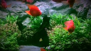 Read customer reviews & find best sellers. Blood Parrot Cichlid Fish In Arkivvideomateriale 100 Royaltyfritt 33745105 Shutterstock