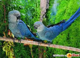 Resultado de imagen de imagenes de loro parque