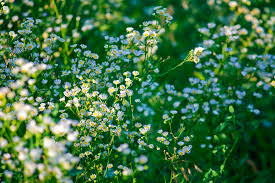 Metropolitan avenue united chr 3730 metropolitan ave, kansas city, ks 66106. Tiny Flowers Kansas City Ks Lukexmartin Flickr