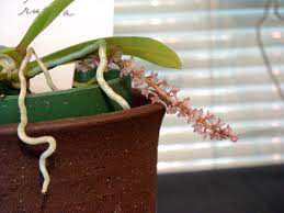 Image result for Rhipidoglossum