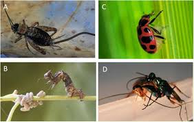 So, what's the difference between a parasite and a parasitoid? Frontiers Mind Control How Parasites Manipulate Cognitive Functions In Their Insect Hosts Psychology