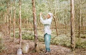 Dicatat oleh seorang penoreh getah di 1:30 pg tiada ulasan: Penoreh Getah Beautiful Art Scenes Daily Routine