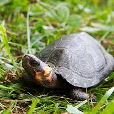 Image result for Sorghastrum fuscescens