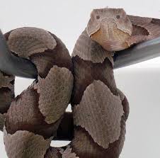 When Are Baby Copperheads Born In Nc Are They More Dangerous Raleigh News Observer
