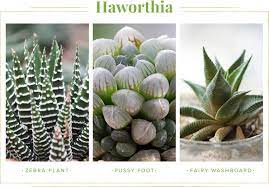 Click on image to view plant details. Succulent Care Guide Growing Information Tips Proflowers Blog