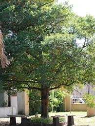 Image result for Rapanea