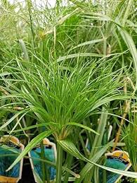 Image result for Cyperus ruwenzoriensis