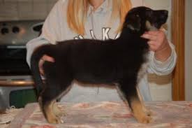 Before getting a white german shepherd puppy, it is important to choose the right breeder. Do Gsd Puppy Change Color As They Grow