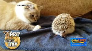 The most common type of hedgehogs purchased as pets are hybrids commonly known as african pygmy hedgehogs. Hedgehogs As Pets What You Need To Know