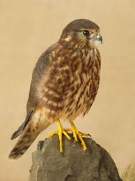 Uk Birds Of Prey Images Merlin Bird Of Prey Mike Gadd Uk Bird Of Prey Taxidermist Merlin Bird Bird Birds Of Prey