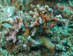 Image result for Nesaea ramosa