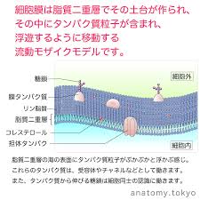 細胞膜は脂質二重層でその土台が作られ その中にタンパク質粒子が含まれ 浮遊するように移動する流動モザイクモデルである 解答 脂質二重層の海の表面にタンパク質粒子がぷかぷかと浮かぶ感じ これらのタンパク質は受容体やチャネルとして働きます 糖鎖は