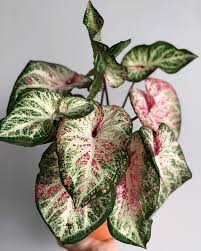 Theplantnecessities Caladium Houseplants Plants Plantsmakepeoplehappy Urbanjungle Indoorplants Indoorgardening Caladium Growing Plants Indoors Plants