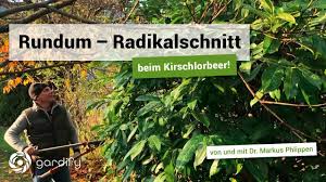 Die richtige pflanzenpflege, pflanzenschnitt, veredelung. Rundum Radikalschnitt Beim Kirschlorbeer Gardify Tipps Youtube