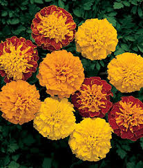 Vertical high angle shot of orange mexican marigold flowers in bushes near a street. How To Grow Marigolds Annual Flower Gardening Tips Advice Burpee