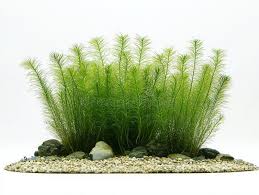 Image result for Syringodium