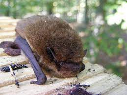 As with any other pest problem, the best way to get rid of bats is to take away their food source. Fledermausschutz Schwegler Natur