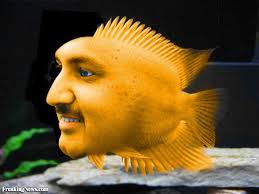Human Fish Hybrids Fish Fish Pet Fish Face