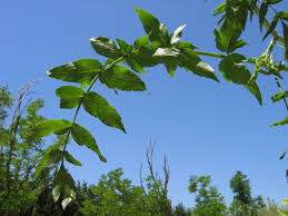 Image result for Afrosciadium