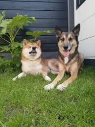 My Shiba thinks hes fabulous : rshiba