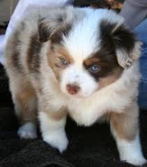 Toy australian shepherd puppies love a good friend and enjoy time spent with family. Texas Miniature Toy Aussie Australian Shepherds Puppies For Sale Breeders