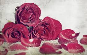 Download hd rose wallpapers best collection. Wallpaper Flowers Background Widescreen Wallpaper Rose Roses Wallpaper Rose Flowers Flower Widescreen Background Full Screen Hd Wallpapers Red Roses Widescreen Images For Desktop Section Cvety Download