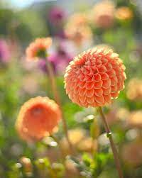 By Beth Spreadborough Dahlia Flower Peach Flowers Love Flowers