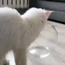 Pin By Gabriella Vesa On Video Loving Animals Video In 2020 Cats Cute Funny Animals Cat Spray