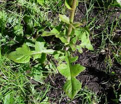 Image result for Lactuca inermis