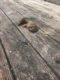 Check spelling or type a new query. Puerto Del Sol Rv Park Corpus Christi Texas Us Parkadvisor