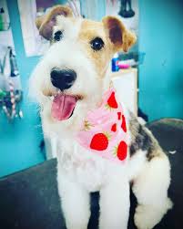 Posh Paws Dog Grooming