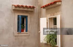 Image result for Chlorophytum macrorrhizum