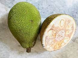 Jackfruit is typically ripe from march to june or from april to september, depending on the region where it is grown. How To Tell If Jackfruit Is Ripe And What To Do With If It S Unripe Wigglywisdom Com