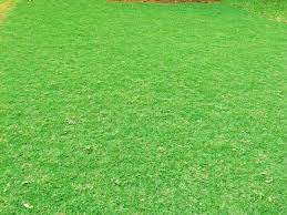 000 per meter nya, bagi anda yang memerlukan rincian biaya membangun lapangan futsal dan harga gawang futsal dapat anda lihat pada artikel di blog kami. Harga Rumput Swiss Per Meter M2 Jual Rumput Taman