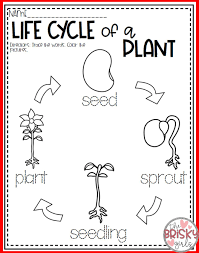 Plants All About Plants Plant Life Cycle Seed To Plant Take Home Packet Plants Life Cycle Activities Life Cycles Activities Plant Life Cycle