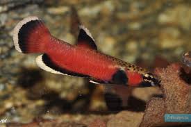 Betta albimarginata(betta albimarginata) should have a tank of at least 100 cm / 40 inches in length and a minimum 15 gallons of soft water. Betta Albimarginata Combattants Fiche Poissons