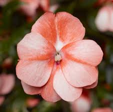Image result for Impatiens