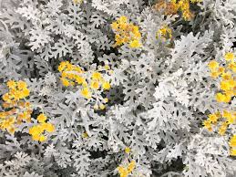 Maybe you would like to learn more about one of these? 30 Best Fall Flowers For An Autumn Garden Prettiest Flowers To Plant In The Fall