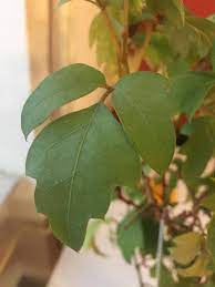 Poison ivy grows vigorously throughout much of north america. Poison Ivy Like House Plant Identification Gardening Landscaping Stack Exchange