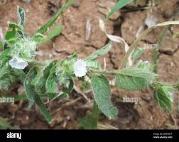 Image result for Seddera suffruticosa