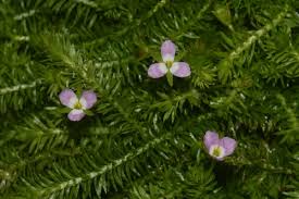 Image result for Mayacaceae