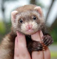 The most common mistake people do when they want to get rid of the ferret smell is to bathe them. Ferrets As Pets Cost To Buy Their Aggressiveness And Life Expectancy Embora Pets