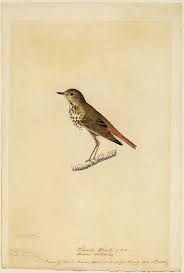 Check spelling or type a new query. Hermit Thrush Painting By John James Audubon