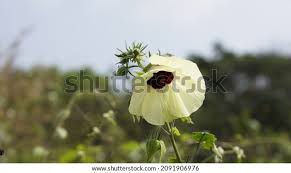 Image result for Hibiscus vitifolius