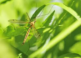 Pesticides used to kill pests whereas. The Difference Between Crane Flies And Mosquitoes Accurate Termite And Pest Control Crane Fly Plant Leaves Mosquito