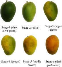 Automatic Detection Of Mango Ripening Stages An